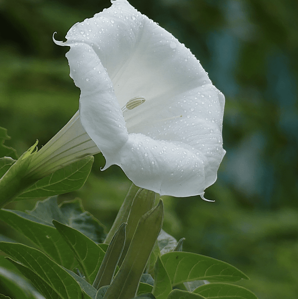 Moon Flower | The Moon — The Gardeners Wife